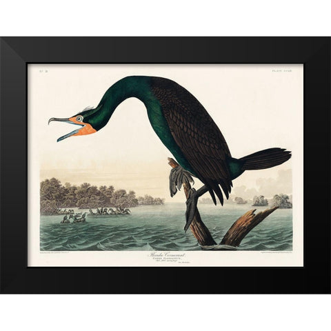 Florida Cormorant Black Modern Wood Framed Art Print by Audubon, John James