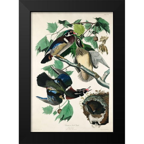 Summer, or Wood Duck Black Modern Wood Framed Art Print by Audubon, John James