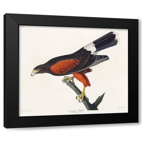 Louisiana Hawk Black Modern Wood Framed Art Print by Audubon, John James