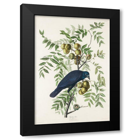 American Crow Black Modern Wood Framed Art Print with Double Matting by Audubon, John James
