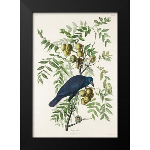 American Crow Black Modern Wood Framed Art Print by Audubon, John James
