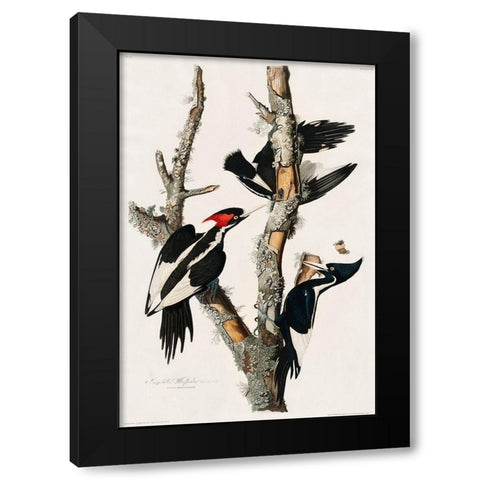 Ivory-billed Woodpecker Black Modern Wood Framed Art Print by Audubon, John James