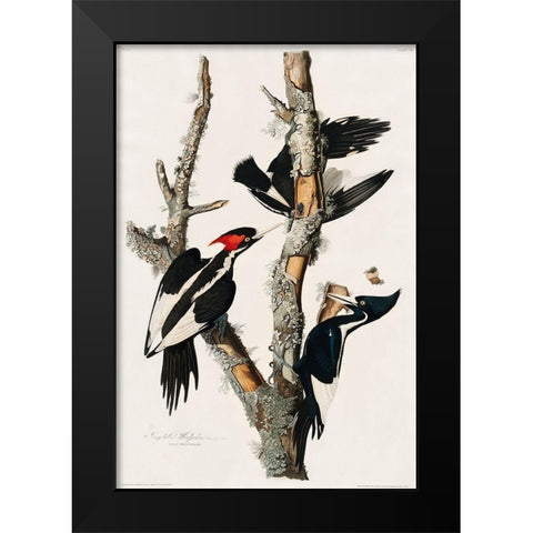 Ivory-billed Woodpecker Black Modern Wood Framed Art Print by Audubon, John James