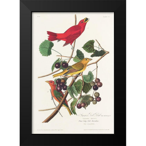 Summer Red Bird Black Modern Wood Framed Art Print by Audubon, John James