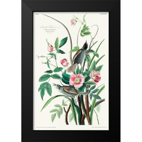 Seaside Finch Black Modern Wood Framed Art Print by Audubon, John James