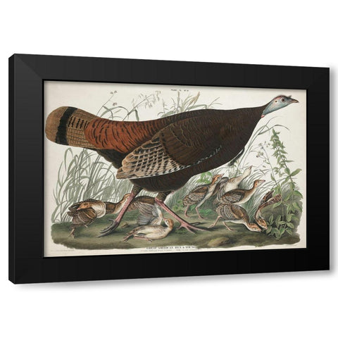 Great American Hen and YoungÂ  Black Modern Wood Framed Art Print by Audubon, John James