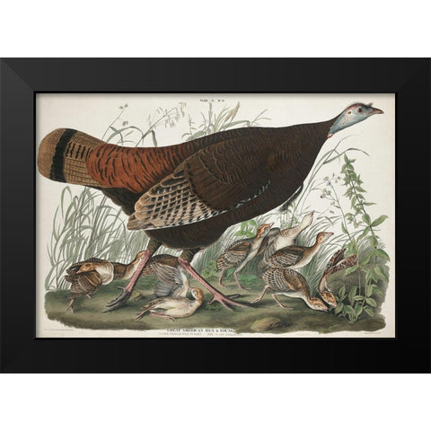 Great American Hen and YoungÂ  Black Modern Wood Framed Art Print by Audubon, John James