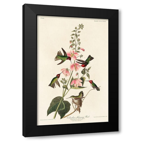 Columbian Humming Bird Black Modern Wood Framed Art Print by Audubon, John James