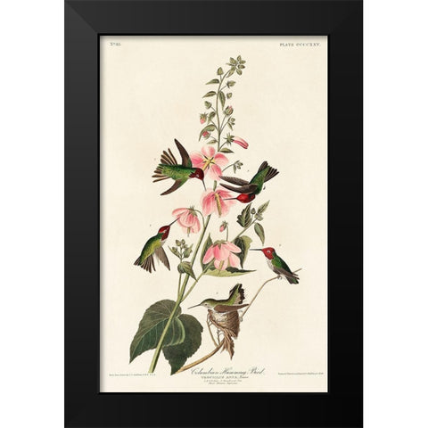 Columbian Humming Bird Black Modern Wood Framed Art Print by Audubon, John James