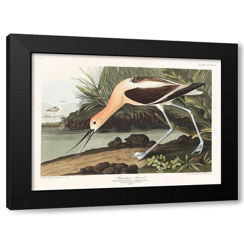 American Avocet Black Modern Wood Framed Art Print with Double Matting by Audubon, John James