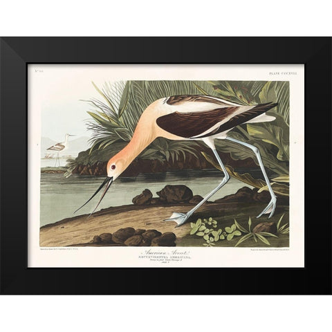American Avocet Black Modern Wood Framed Art Print by Audubon, John James