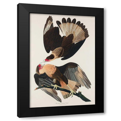 Brasilian Caracara Eagle Black Modern Wood Framed Art Print by Audubon, John James