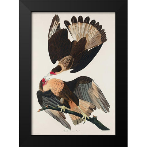 Brasilian Caracara Eagle Black Modern Wood Framed Art Print by Audubon, John James