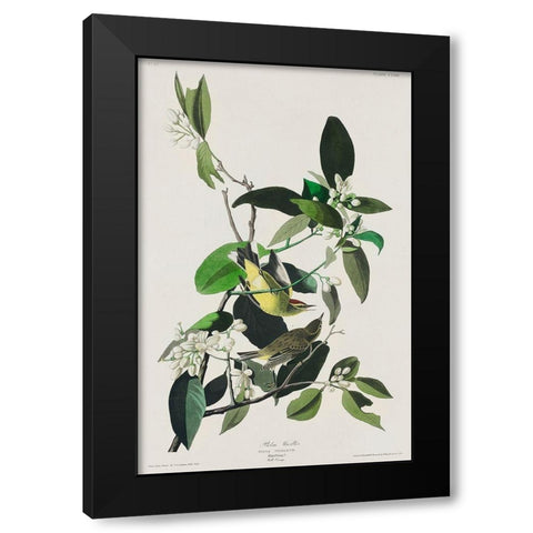 Palm Warbler Black Modern Wood Framed Art Print with Double Matting by Audubon, John James