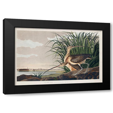 Long-billed Curlew Black Modern Wood Framed Art Print with Double Matting by Audubon, John James