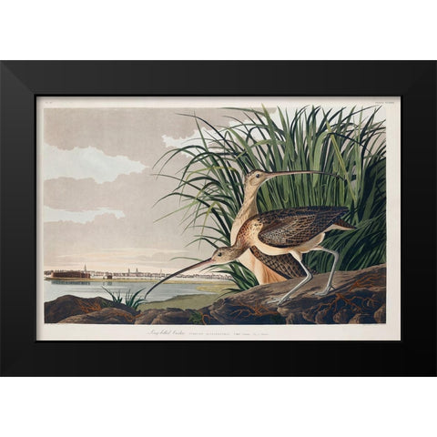 Long-billed Curlew Black Modern Wood Framed Art Print by Audubon, John James