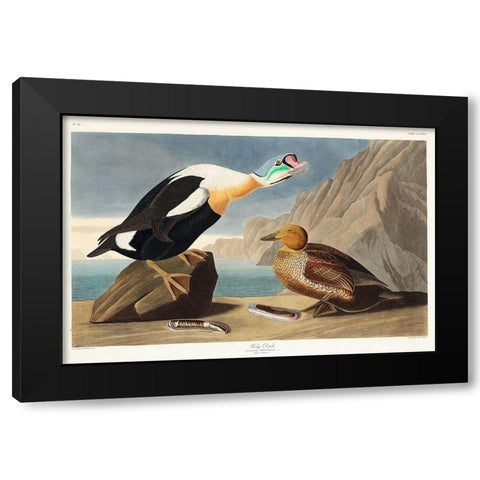 King Duck Black Modern Wood Framed Art Print by Audubon, John James