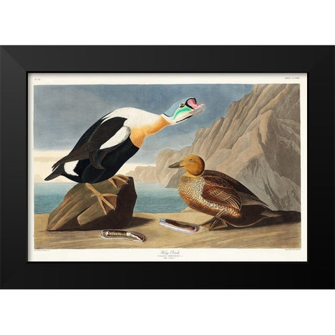 King Duck Black Modern Wood Framed Art Print by Audubon, John James