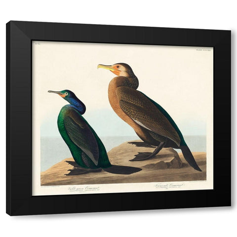 Violet-green Cormorant and Townsends Cormorant Black Modern Wood Framed Art Print by Audubon, John James