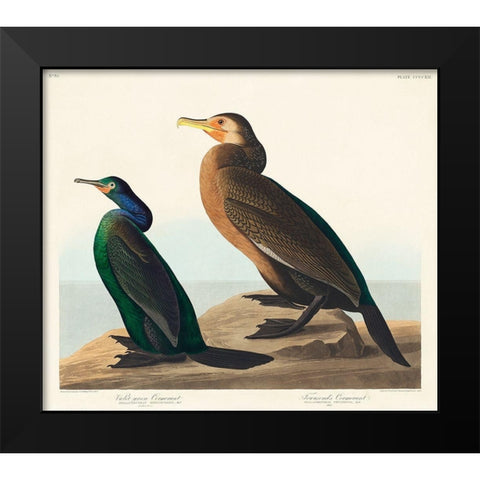 Violet-green Cormorant and Townsends Cormorant Black Modern Wood Framed Art Print by Audubon, John James