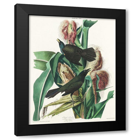 Purple Grakle or Common Crow Blackbird Black Modern Wood Framed Art Print by Audubon, John James