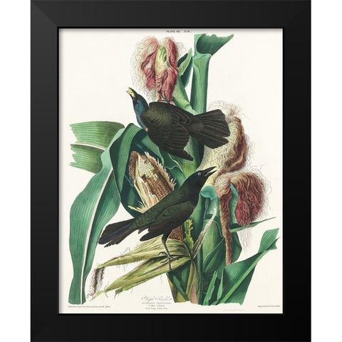 Purple Grakle or Common Crow Blackbird Black Modern Wood Framed Art Print by Audubon, John James
