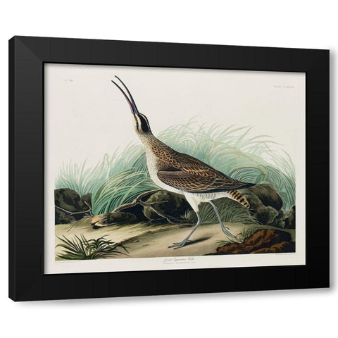Hudsonian Curlew Black Modern Wood Framed Art Print with Double Matting by Audubon, John James
