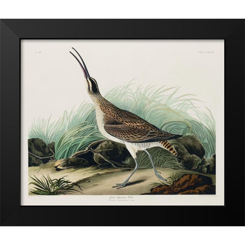 Hudsonian Curlew Black Modern Wood Framed Art Print by Audubon, John James