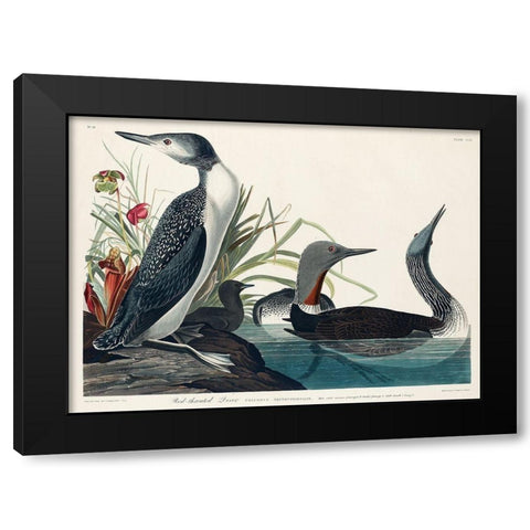 Red-Throated Diver Black Modern Wood Framed Art Print by Audubon, John James