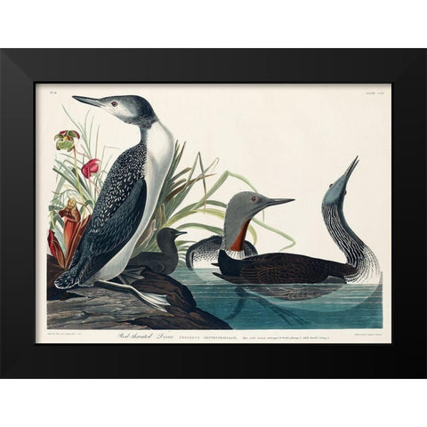 Red-Throated Diver Black Modern Wood Framed Art Print by Audubon, John James