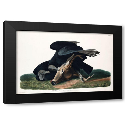 Black Vulture, or Carrion Crow Black Modern Wood Framed Art Print with Double Matting by Audubon, John James