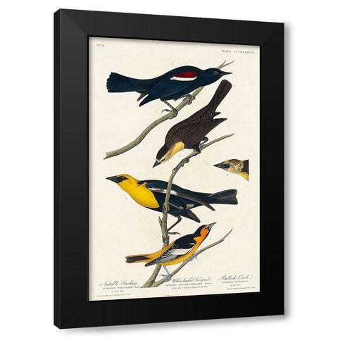 Nuttalls Starling, Yellow-headed Troopial and Bullocks Oriole Black Modern Wood Framed Art Print with Double Matting by Audubon, John James