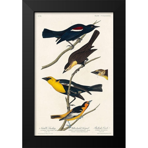 Nuttalls Starling, Yellow-headed Troopial and Bullocks Oriole Black Modern Wood Framed Art Print by Audubon, John James