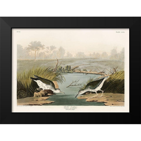 Spotted Sandpiper Black Modern Wood Framed Art Print by Audubon, John James