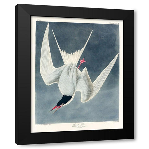 Great Tern Black Modern Wood Framed Art Print with Double Matting by Audubon, John James