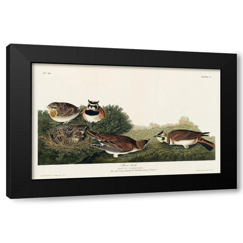 Shore Lark Black Modern Wood Framed Art Print by Audubon, John James