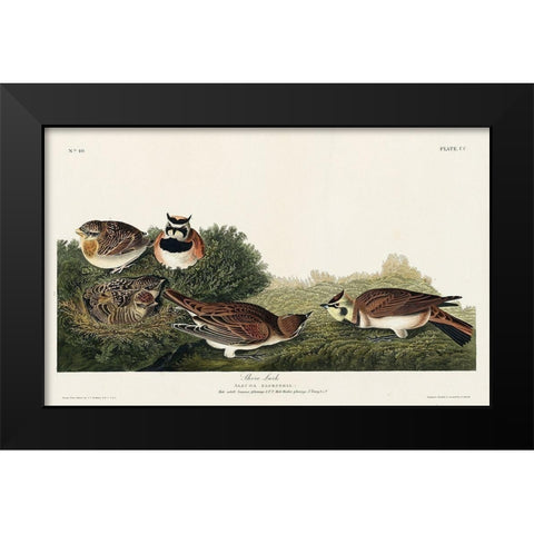 Shore Lark Black Modern Wood Framed Art Print by Audubon, John James