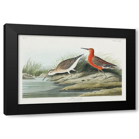Pigmy curlew Black Modern Wood Framed Art Print by Audubon, John James