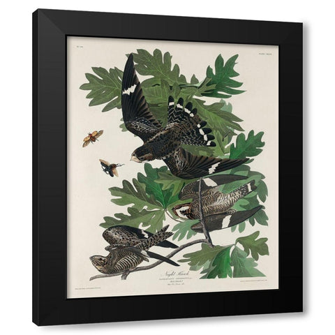 Night Hawk Black Modern Wood Framed Art Print with Double Matting by Audubon, John James