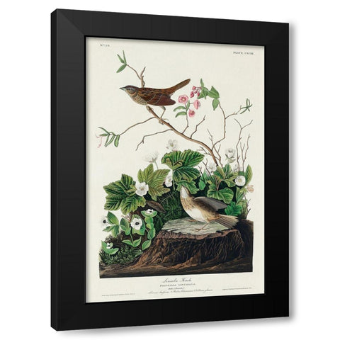 Lincoln Finch Black Modern Wood Framed Art Print with Double Matting by Audubon, John James