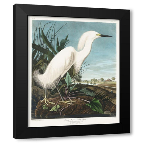 Snowy Heron, or White Egret Black Modern Wood Framed Art Print with Double Matting by Audubon, John James
