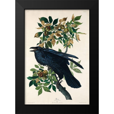 Raven Black Modern Wood Framed Art Print by Audubon, John James