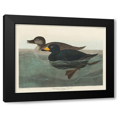 American Scoter Duck Black Modern Wood Framed Art Print by Audubon, John James
