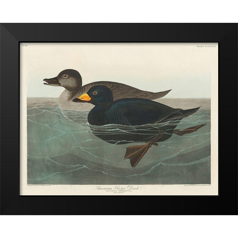 American Scoter Duck Black Modern Wood Framed Art Print by Audubon, John James