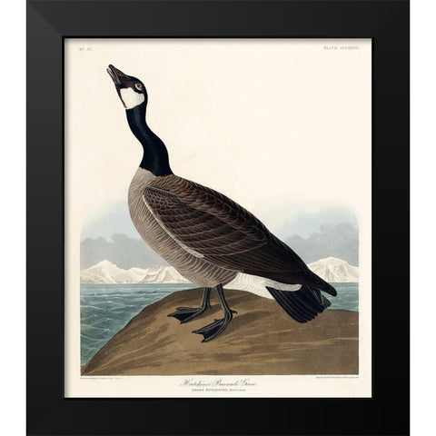 Hutchinss Barnacle Goose Black Modern Wood Framed Art Print by Audubon, John James