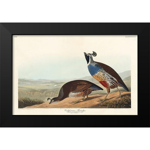 California Partridge Black Modern Wood Framed Art Print by Audubon, John James