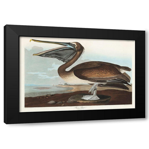 Brown Pelican Black Modern Wood Framed Art Print by Audubon, John James