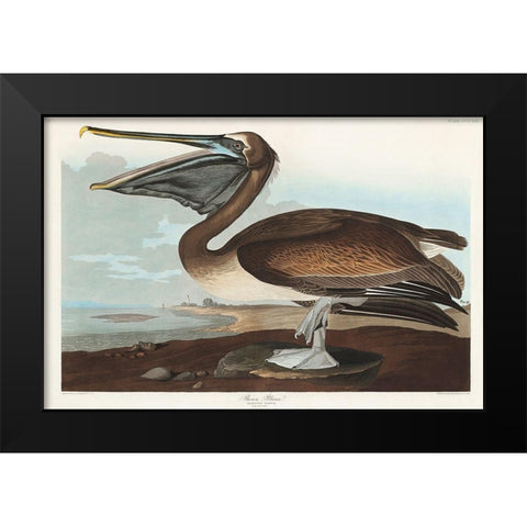 Brown Pelican Black Modern Wood Framed Art Print by Audubon, John James