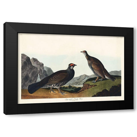 Long-tailed or Dusky Grous Black Modern Wood Framed Art Print with Double Matting by Audubon, John James