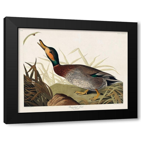 Bemaculated Duck Black Modern Wood Framed Art Print by Audubon, John James